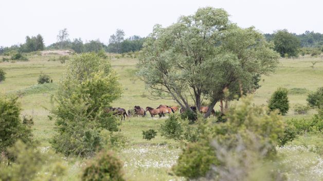 Přírodní rezervace Milovice. Foto: Dana Lišková.